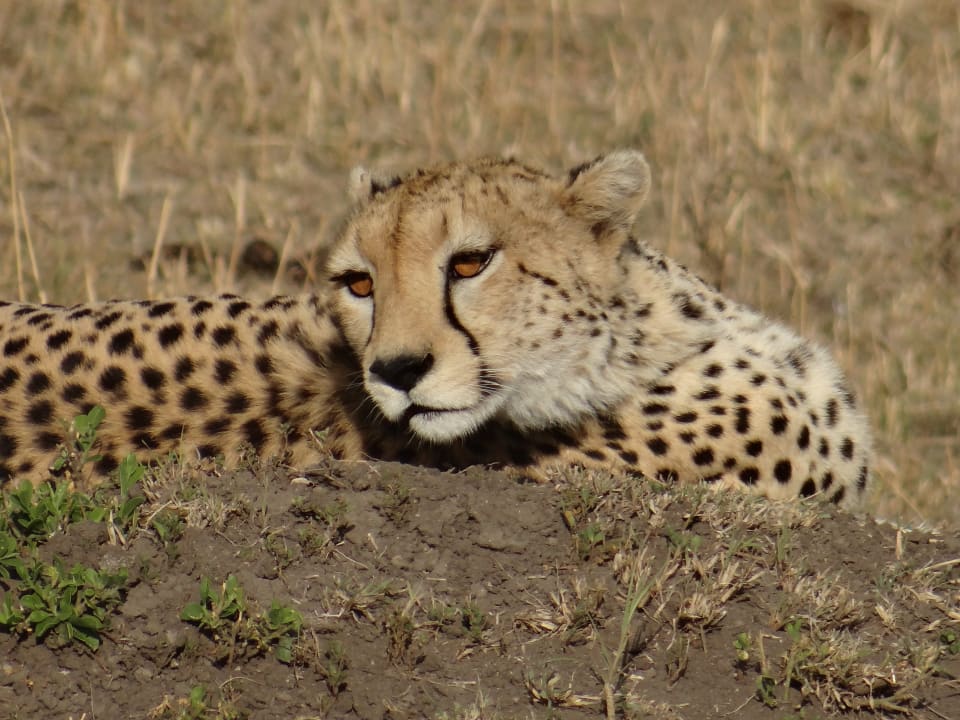 Sonstiges Aruba-Mara Camp