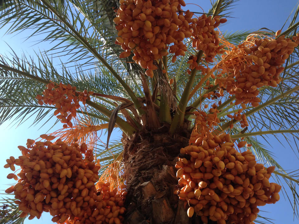 Gartenanlage Royal Wings Hotel