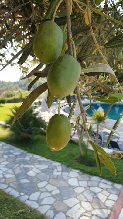 Gartenanlage Alkion Hotel