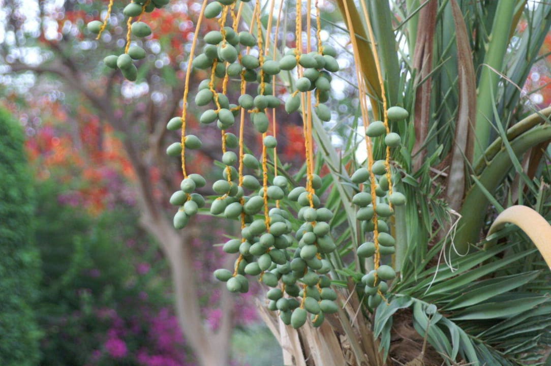 Garten The Grand Hotel Hurghada