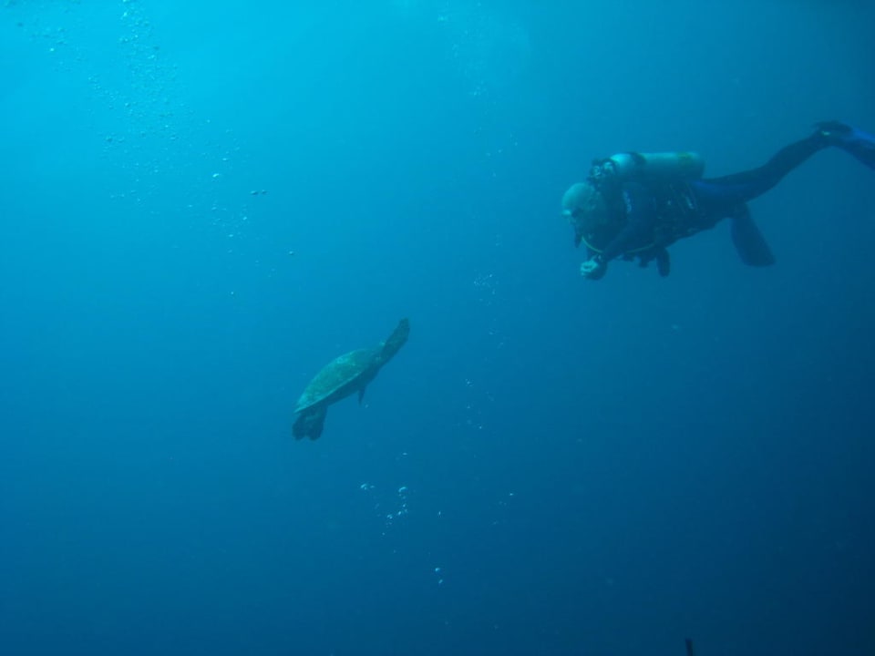 Schildkröte und Taucher Eri Maldives