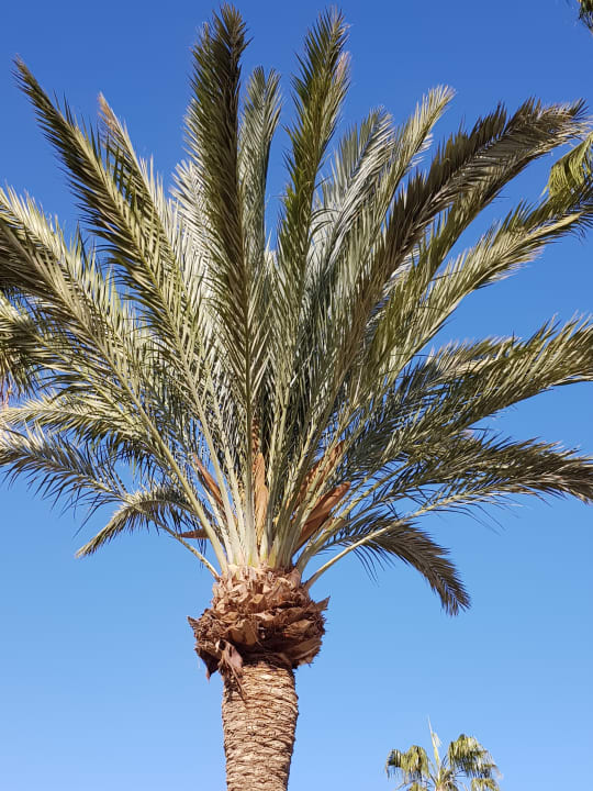 Palmen Giftun Azur Resort