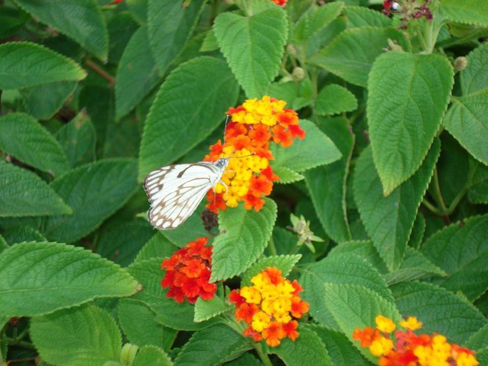 Butterfly im Baobab Baobab Beach Resort & Spa