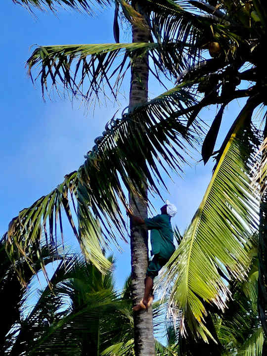 Gartenanlage Neptune Palm Beach Boutique Resort & Spa