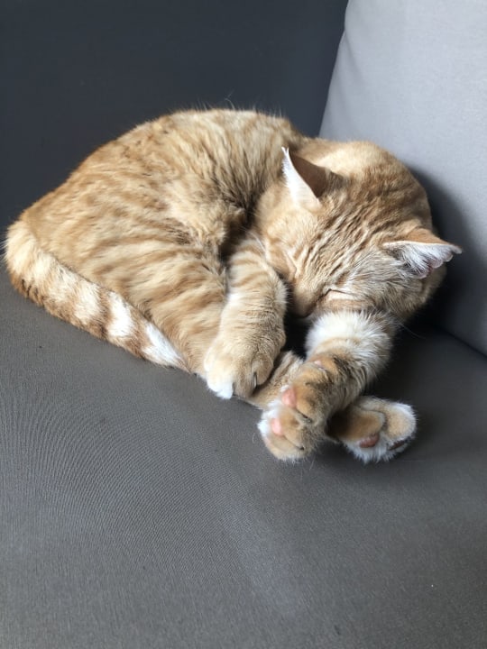 Sonstiges Hotel Riu Festival