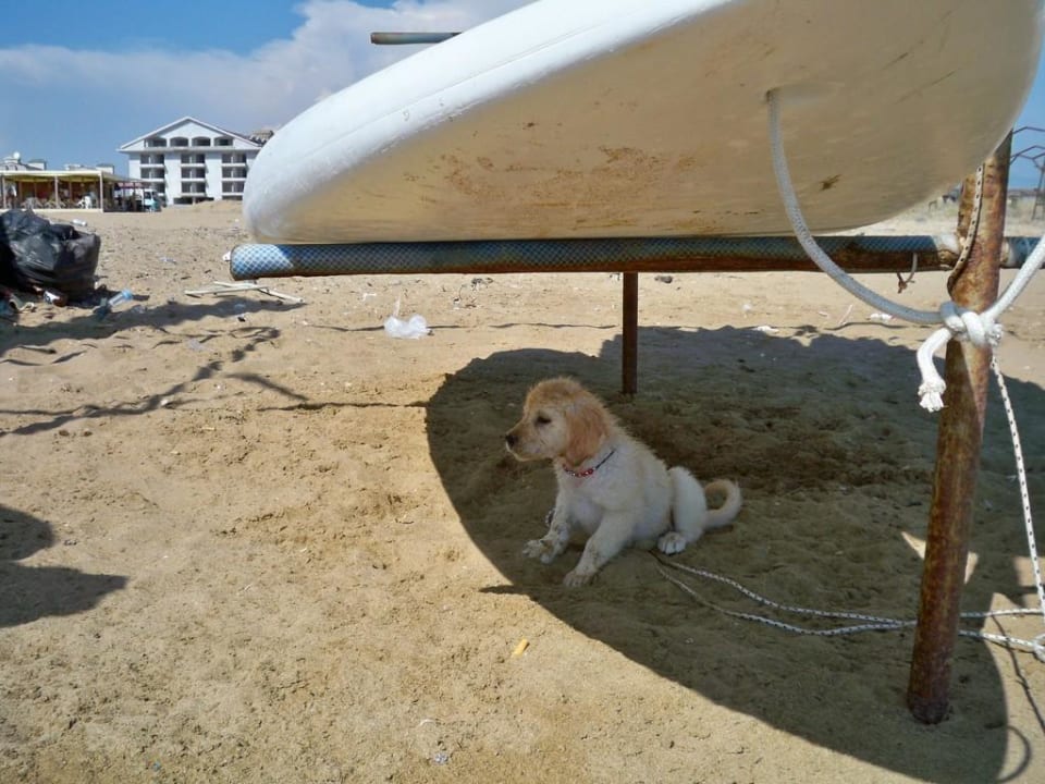 Golden Retriever-Welpe VONRESORT Golden Beach
