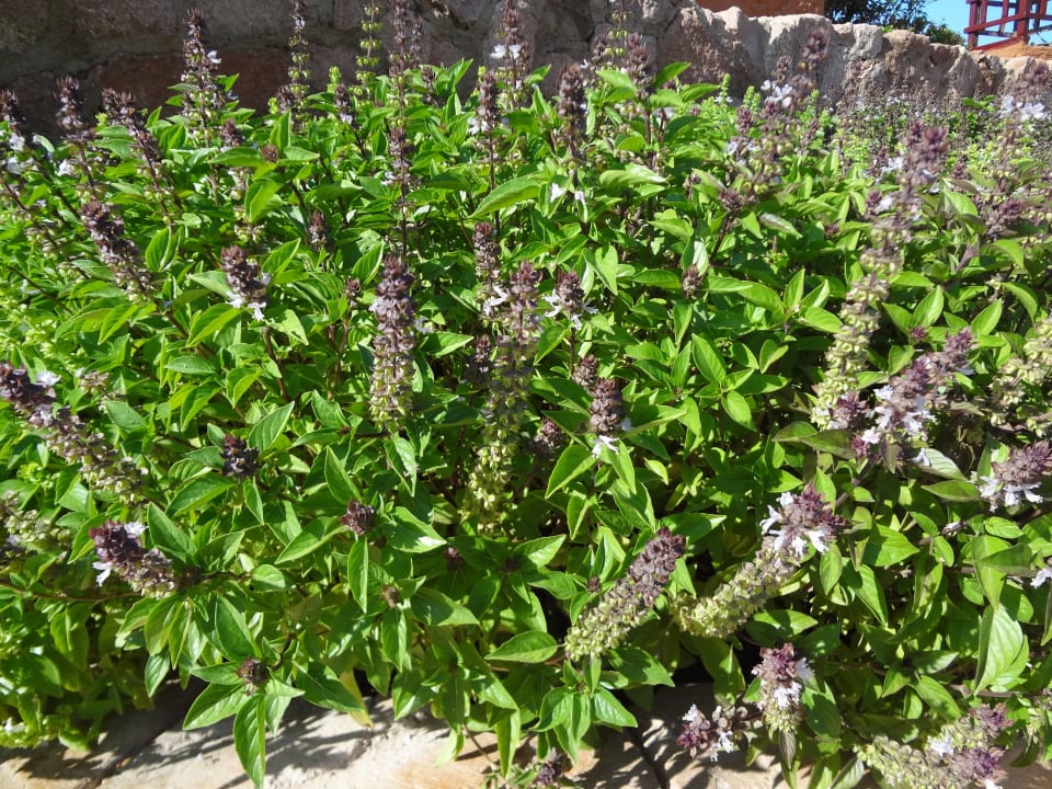 На территории отеля растёт в клумбах базилик)))) Regency Plaza Aqua Park & Spa