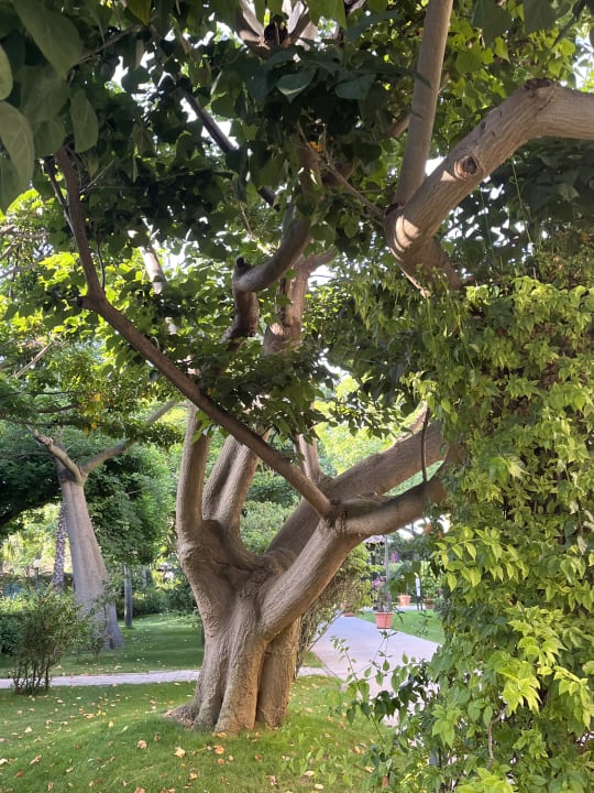 Gartenanlage TUI MAGIC LIFE Calabria