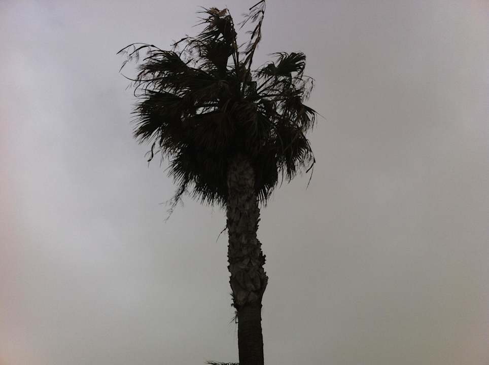 Palme Hotel Oasis Dunas