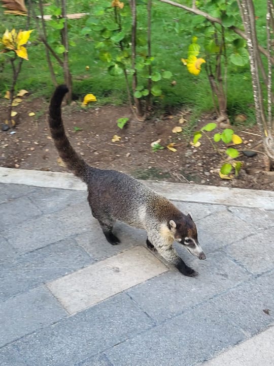 Sonstiges Hotel Riu Tequila