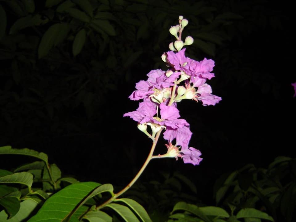 Rose von Indien Casa Phönix Annex Isla Verde