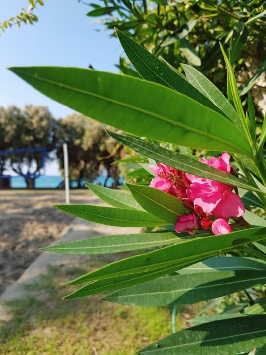 Gartenanlage TUI KIDS CLUB Alex Beach