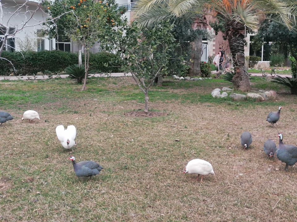 Gartenanlage Seaden Sea World Resort & Spa