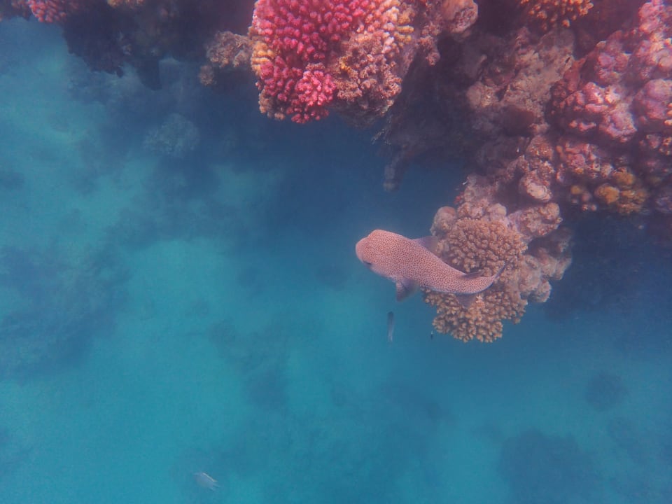 Strand Steigenberger Coraya Beach - Adults only