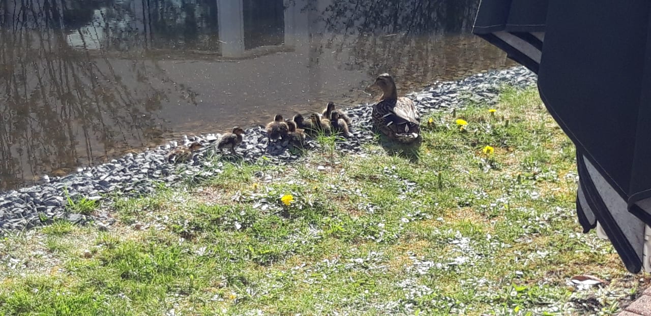 Gartenanlage Leonardo Hotel Hamburg Airport