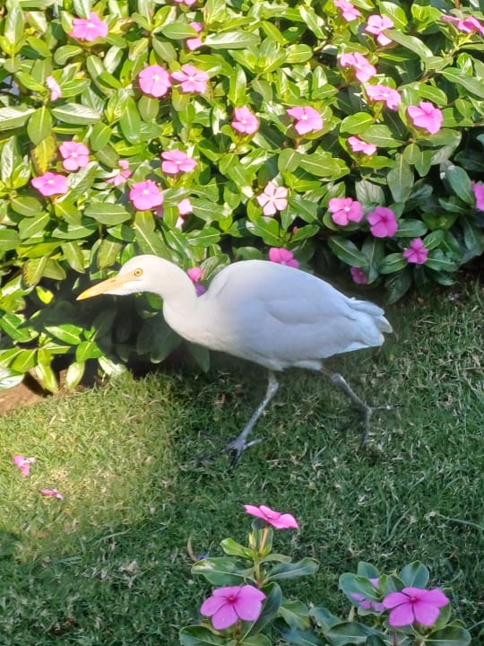 Gartenanlage Amarina Abu Soma Resort & Aquapark