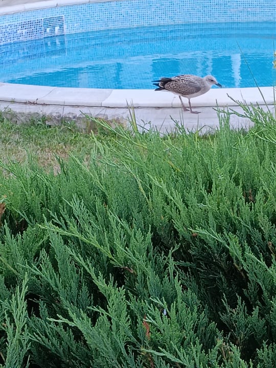 Pool Sineva Park