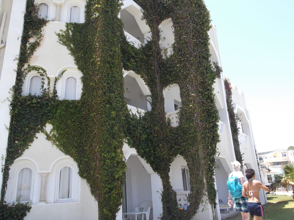 Efeu an der Wand mit Vogelnester Mahdia Beach & Aquapark