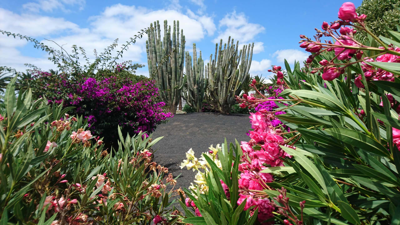 Garten Relaxia Olivina