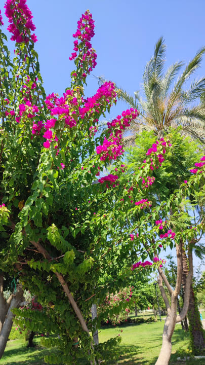 Sonstiges Adalya Resort & Spa - Adults Only