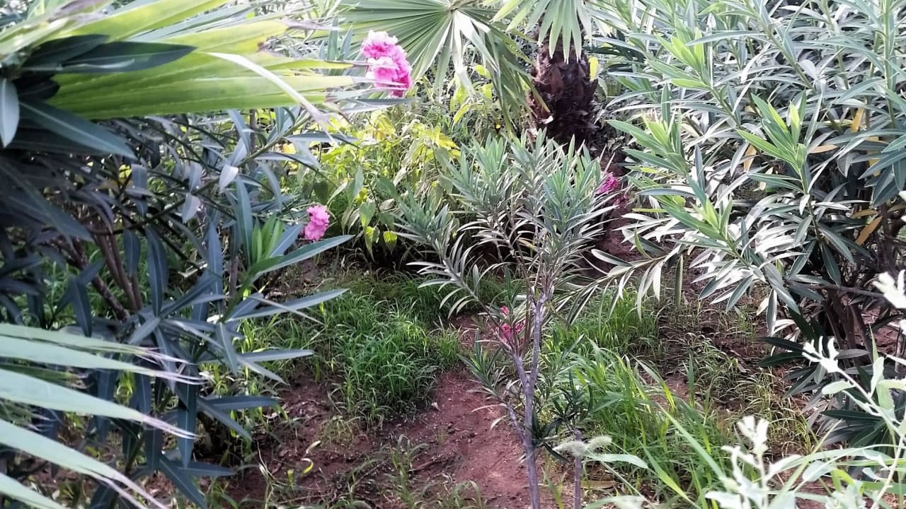 Gepflegt sieht anders aus Hotel Riu Touareg