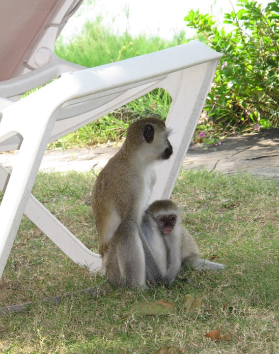 Meerkatzen Baobab Beach Resort & Spa