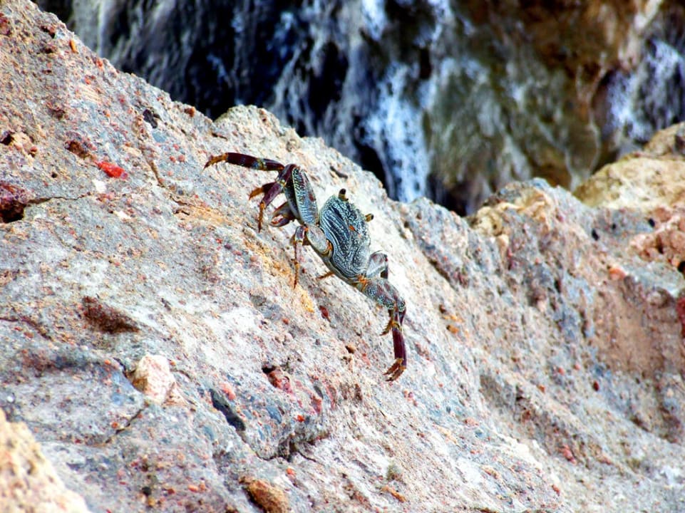 Krab Pickalbatros Aqua Park Resort - Hurghada