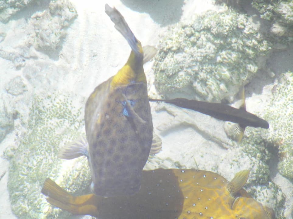 Домашний риф Meeru Maldives Resort Island