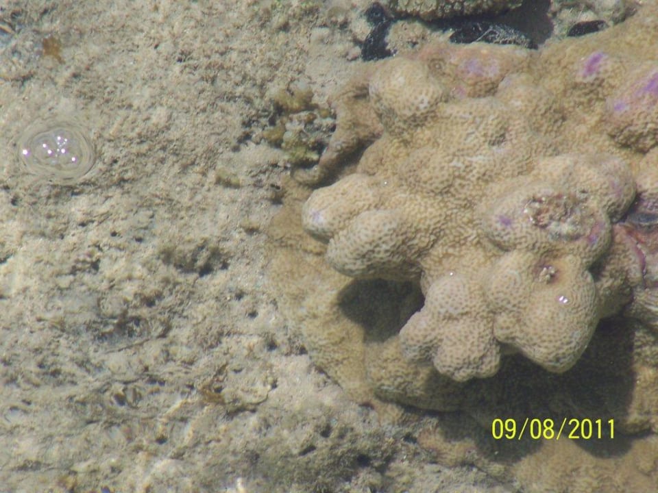 Blick vom Steg auf das Riffdach Stella Beach Resort & Spa Makadi Bay