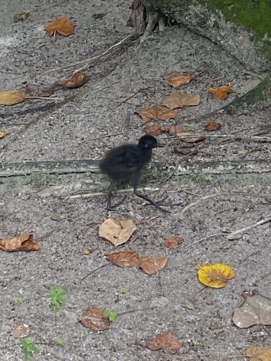 Gartenanlage Angaga Island Resort