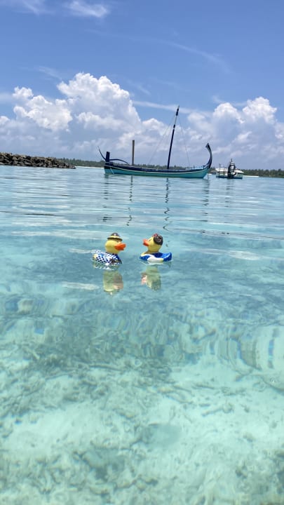 Strand Summer Island Maldives