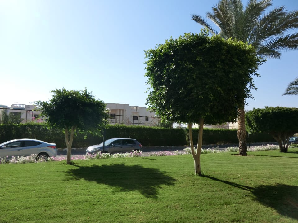 Unser Ausblick vom Balkon Desert Rose