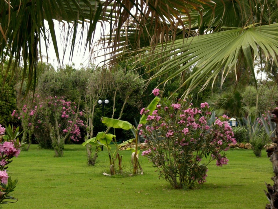 Gartenanlage Hotel Turan Prince