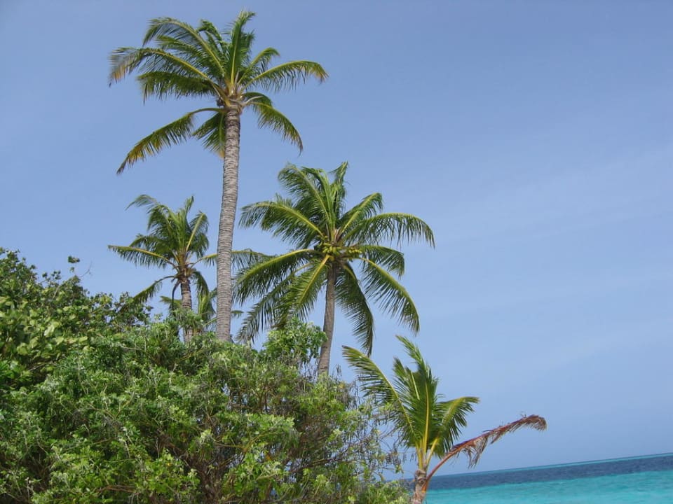 Sicht von der Liege NH Collection Maldives Reethi Resort