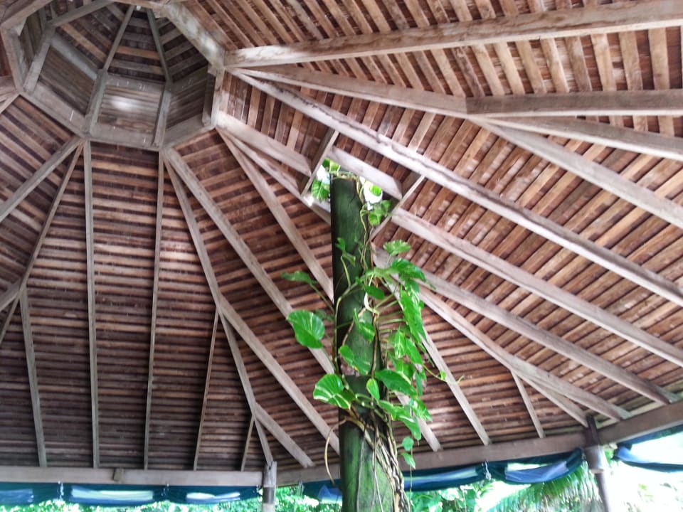 J, für diese Pflanze wurde ausgespart Hotel Jungle Bay Resort & Spa