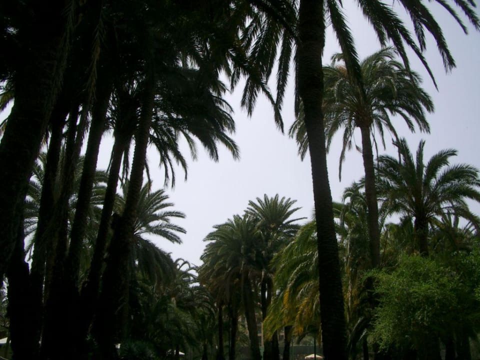 Palmen im Hotelgarten Hotel Riu Palace Oasis