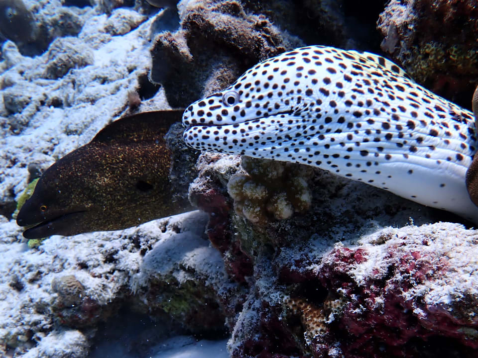 Sport & Freizeit NH Collection Maldives Reethi Resort