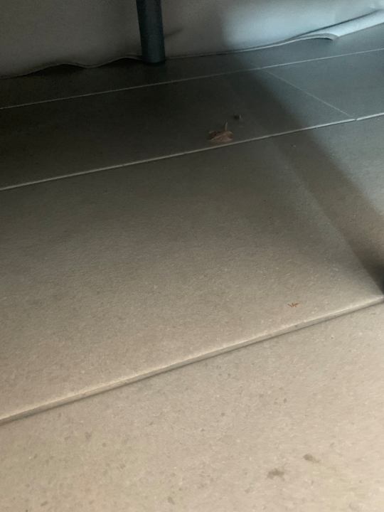 Zimmer Fergus Cactus Garden