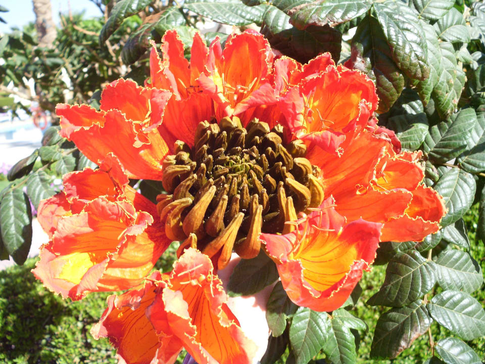 Gigantische Blüte Cleopatra Luxury Resort Makadi Bay