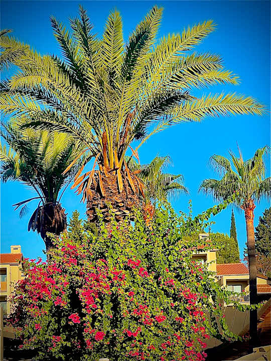 Gartenanlage Arum Barut Collection
