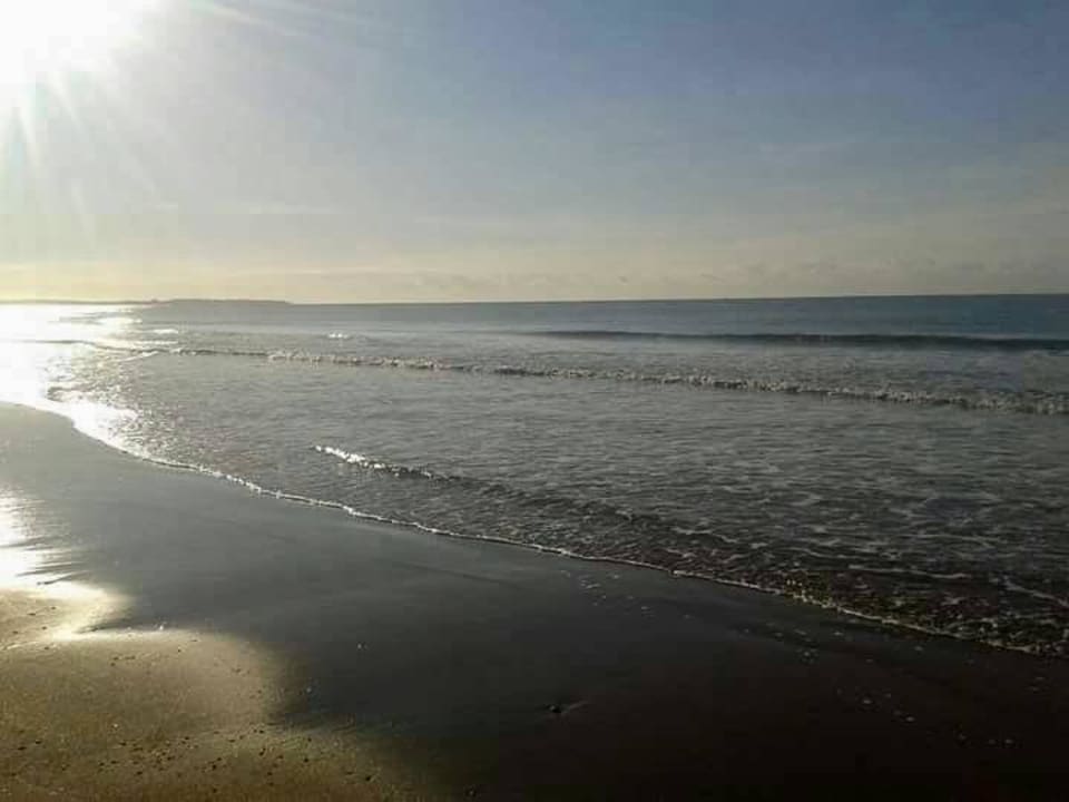 Sehr sauber und wunderschön. Papillon Ayscha