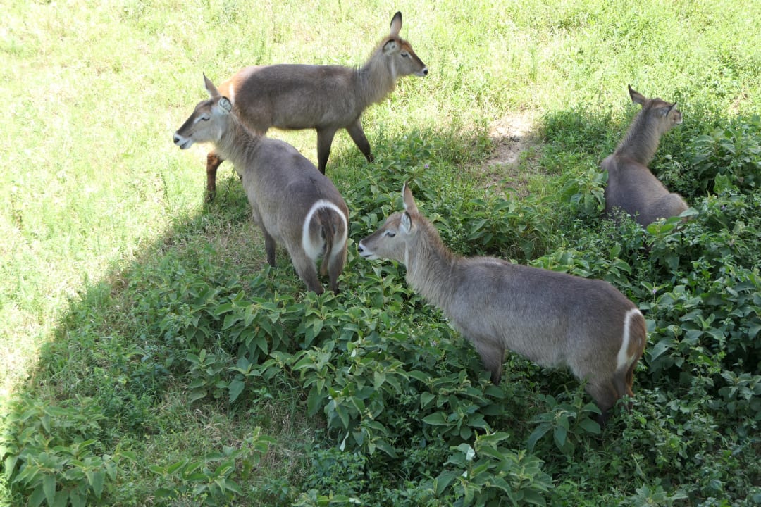 Sonstiges Salt Lick Safari Lodge