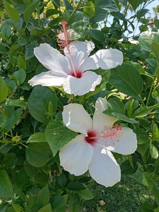 Gartenanlage VONRESORT Golden Coast