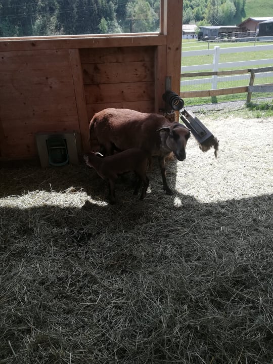 Gartenanlage Kinderhotel Felben
