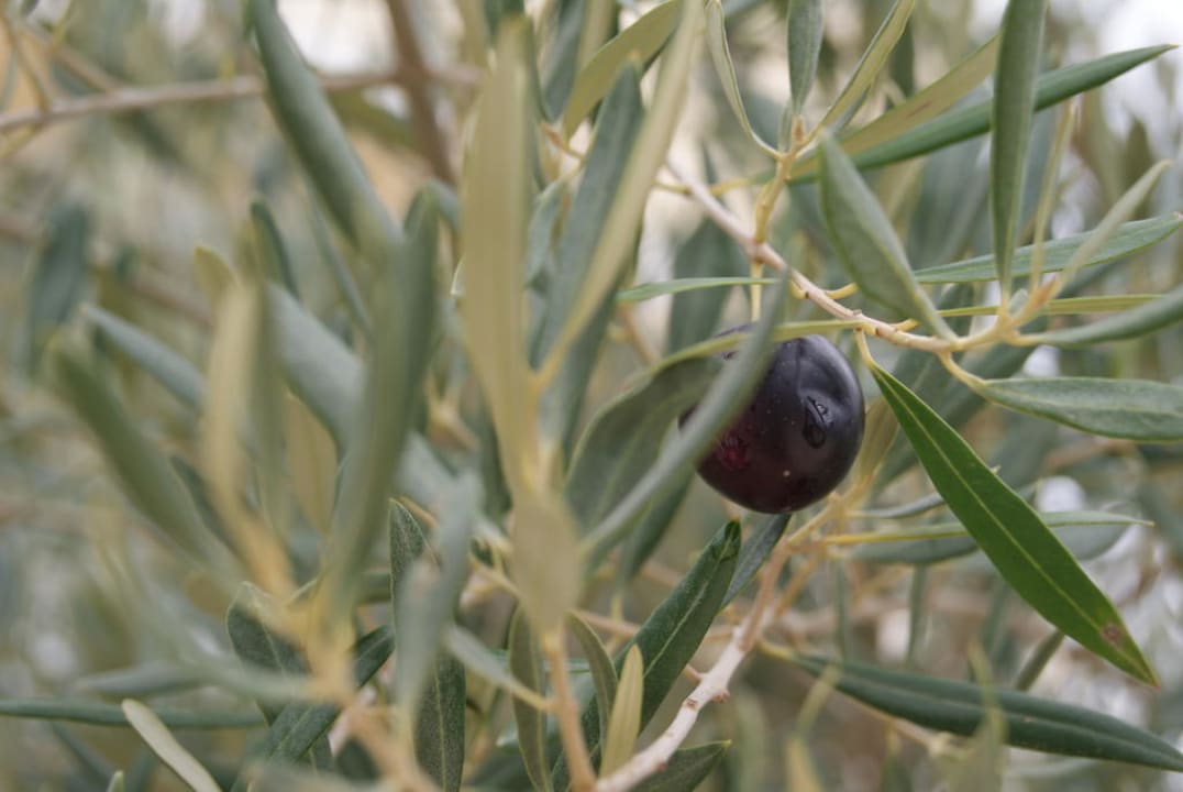 Olivenbaum Porto Bello Royal