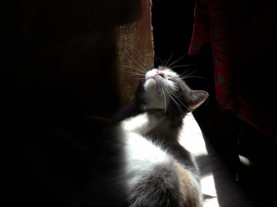 Mäusejäger Guesthouse Konu Dzirnavas