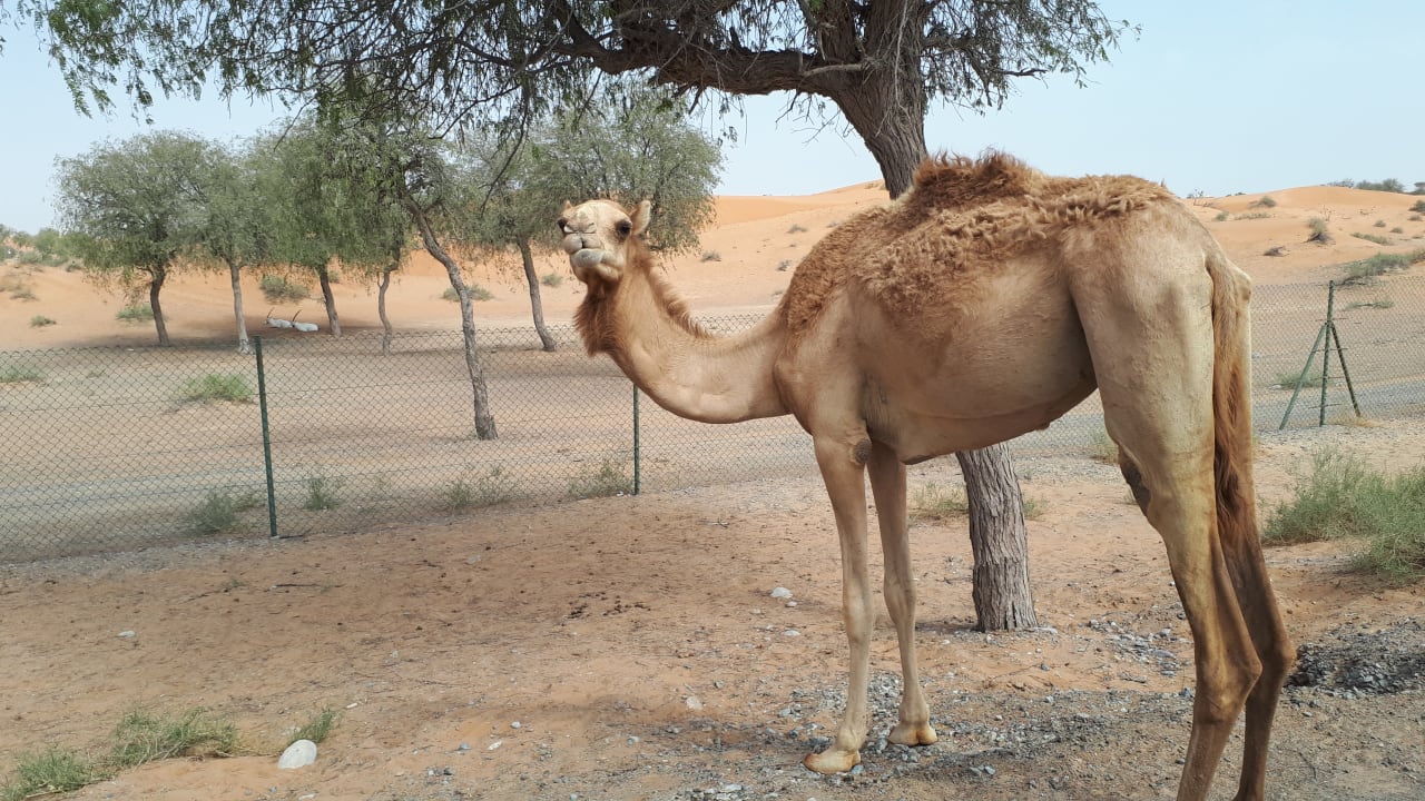 Strand DoubleTree by Hilton Resort & Spa Marjan Island