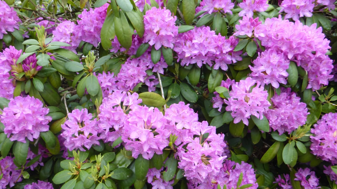 Blütenpracht im Eulenhof Dünenhotel Eulenhof