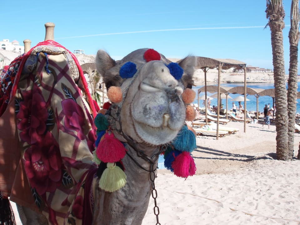 "Gissa kiss"? Siva Golden Bay Makadi