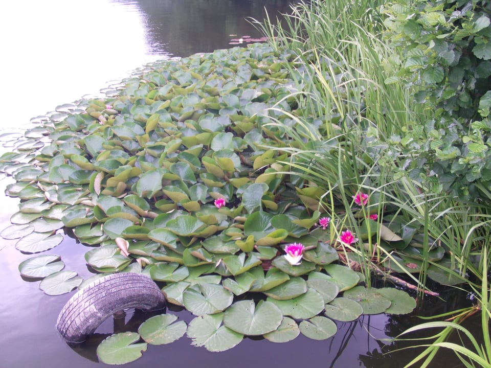 Wunderschöne Seerosen Knattercamping Bantikow am See